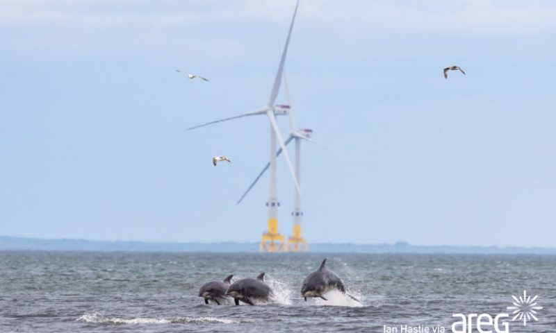 BlueFloat Energy, Energy Estate and Elemental Group partner to develop offshore wind farms in New Zealand